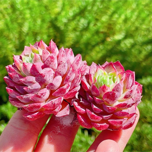 レッドホール双頭　エケベリア　多肉植物 ハンドメイドのフラワー/ガーデン(その他)の商品写真