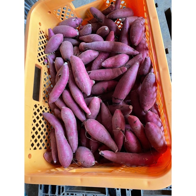 千葉県産サツマイモ紅はるか 食品/飲料/酒の食品(野菜)の商品写真