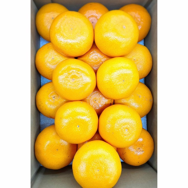 柑橘の大トロ！！うまうまジューシー！！愛媛県中島産【せとか】2Lサイズ 約5kg 食品/飲料/酒の食品(フルーツ)の商品写真