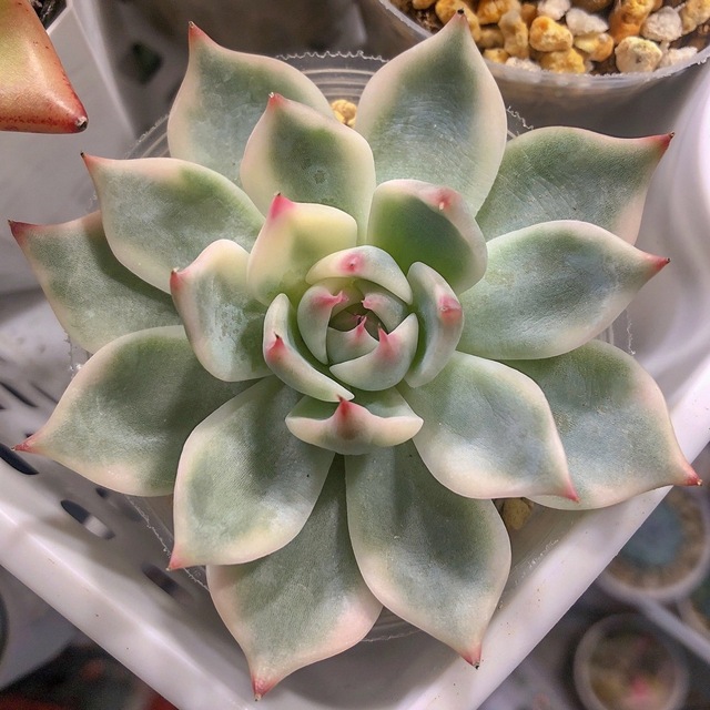 激安正規品 チワワエンシス錦638 特売 覆輪激美 大苗 抜き苗 多肉植物