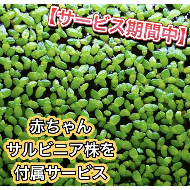 ★イチョウウキゴケ アゾラ 水草 浮草 ビオトープ めだか メダカ その他のペット用品(アクアリウム)の商品写真