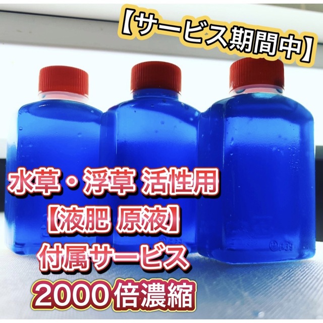 ★イチョウウキゴケ アゾラ 水草 浮草 ビオトープ めだか メダカ その他のペット用品(アクアリウム)の商品写真