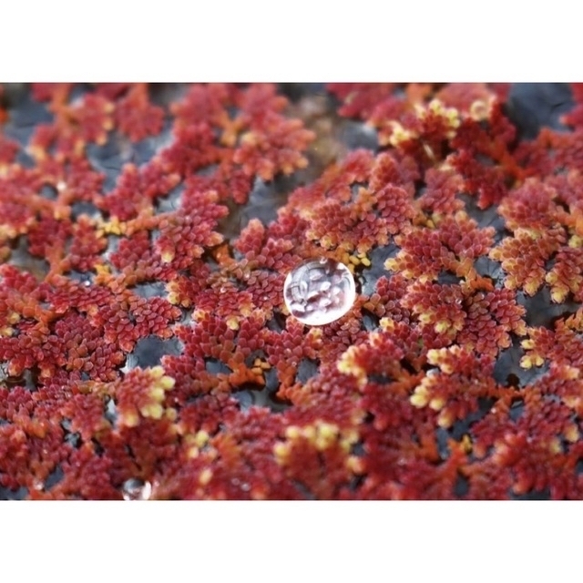 ★イチョウウキゴケ アゾラ 水草 浮草 ビオトープ めだか メダカ その他のペット用品(アクアリウム)の商品写真