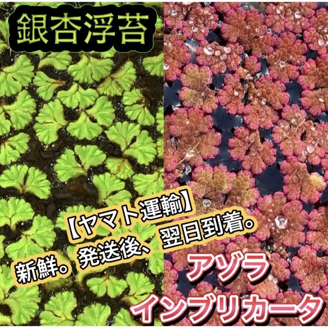 ★イチョウウキゴケ アゾラ 水草 浮草 ビオトープ めだか メダカ その他のペット用品(アクアリウム)の商品写真