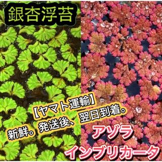 ★イチョウウキゴケ アゾラ 水草 浮草 ビオトープ めだか メダカ(アクアリウム)