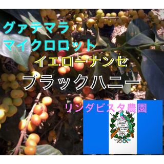 グァテマラ イエローナンセ ブラックハニー1kgコーヒー生豆！焙煎してません！(コーヒー)