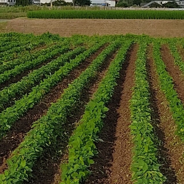 訳あり　無農薬　丹波黒大豆　1kg 食品/飲料/酒の加工食品(豆腐/豆製品)の商品写真