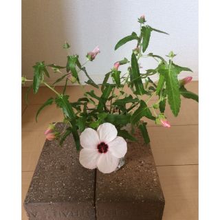 高砂芙蓉の種 30粒(その他)