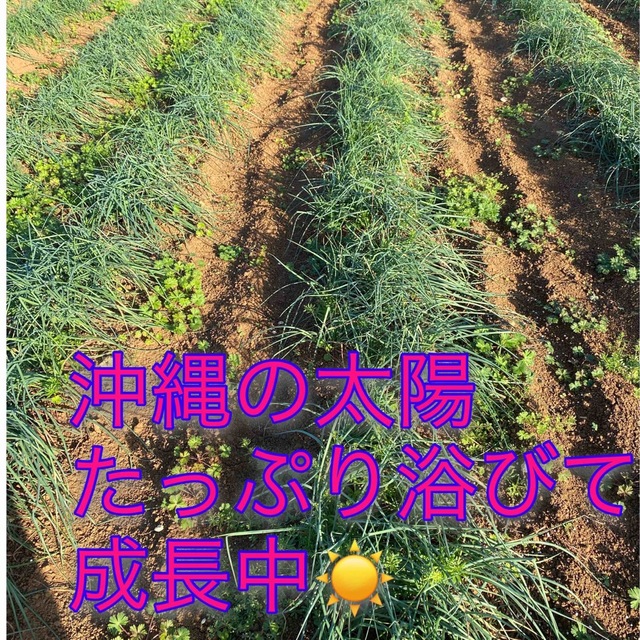 当日収穫☀️ 沖縄県産　島らっきょう　細め　500g 食品/飲料/酒の食品(野菜)の商品写真