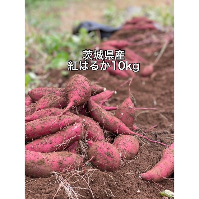 紅はるか10kg 茨城県産 食品/飲料/酒の食品(野菜)の商品写真