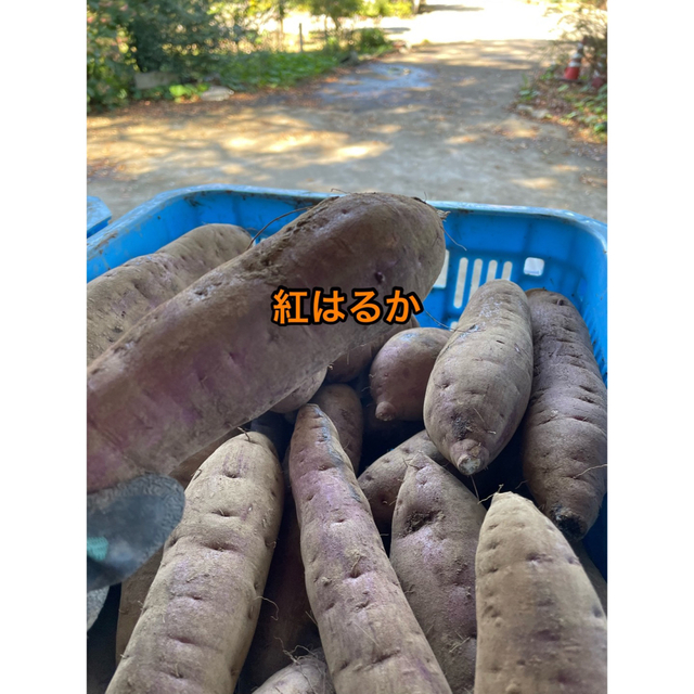 紅はるか10kg 茨城県産 食品/飲料/酒の食品(野菜)の商品写真