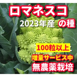 ロマネスコの種【100粒以上】★無農薬栽培の種・増量サービス中(野菜)