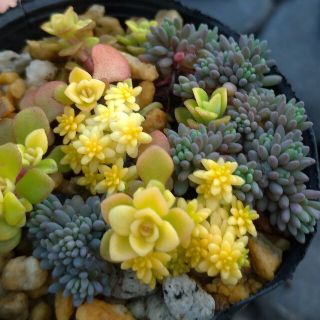 ヒスパニクム　プルプレア　セダム　多肉植物　抜き苗(その他)