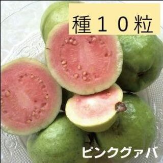＜フルーツの種＞ピンクグァバ　グアバ　１０粒　たね(プランター)