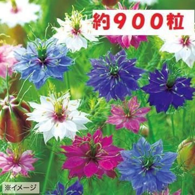 【花の種】ニゲラ　ペルシャンジュエル　５ｍｌ　約９００粒　くろたねそう ハンドメイドのフラワー/ガーデン(プランター)の商品写真