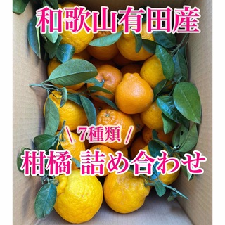 和歌山有田産 7種類の柑橘詰め合わせ(フルーツ)