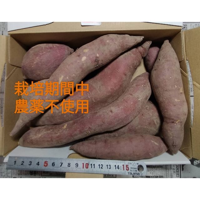 さつまいも　シルクスィート　農薬不使用   1.5Kg 食品/飲料/酒の食品(野菜)の商品写真