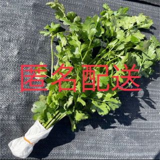 無農薬　自家栽培　パクチー　約40g  コリアンダー　香菜(野菜)