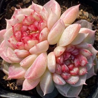 Red Velvet群生 エケベリア 超美苗 多肉植物 韓国苗 観葉植物 花 園(その他)