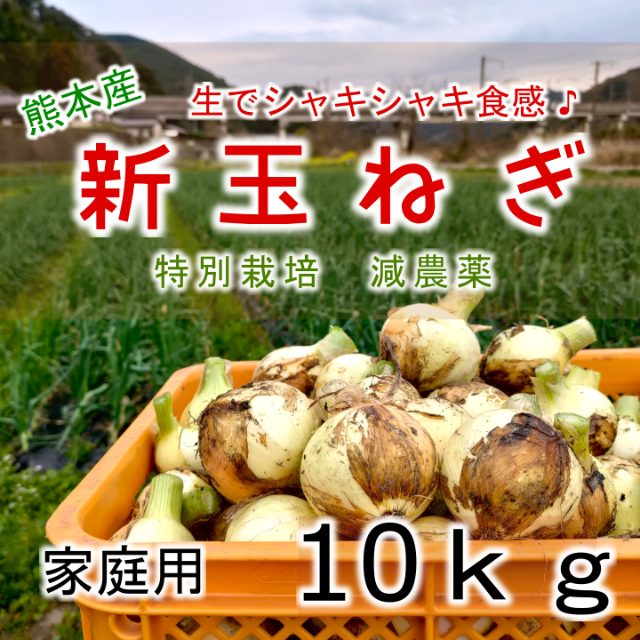 熊本産 新玉ねぎ 10ｋｇ 訳あり 農家直送 特別栽培 新たまねぎ 新タマネギ 食品/飲料/酒の食品(野菜)の商品写真