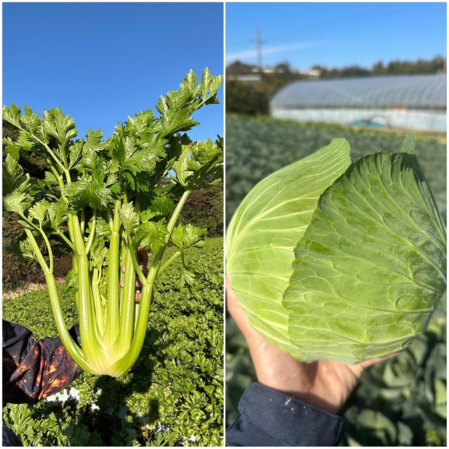 セロリ 食品/飲料/酒の食品(野菜)の商品写真