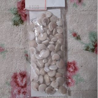 貝殻(置物)