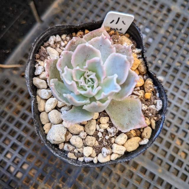 No.309 ❁琥珀氷玉❁ 抜き苗 吊るせ 多肉植物 寄せ植え No.309 ❁琥珀氷玉❁ 抜き苗 吊るせ 多肉植物 寄せ植え