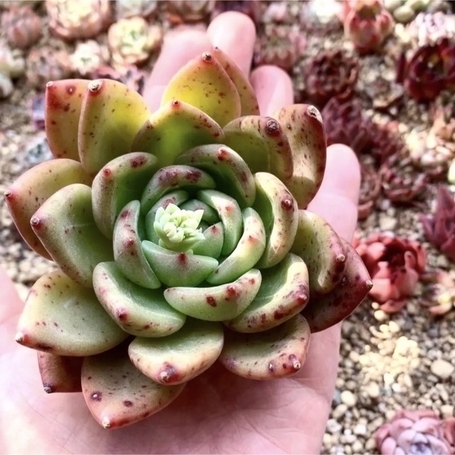 その他春セール特価❣️大苗 モンローQ ☆多肉植物　エケベリア　寄植え　カット苗　韓国