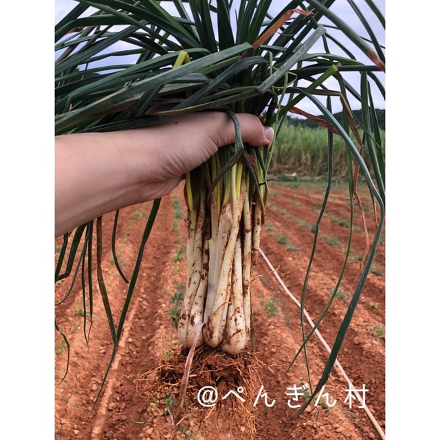 久米島産島らっきょう（1キロ） 食品/飲料/酒の食品(野菜)の商品写真