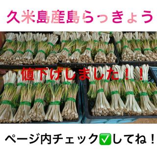 久米島産島らっきょう（1キロ）(野菜)