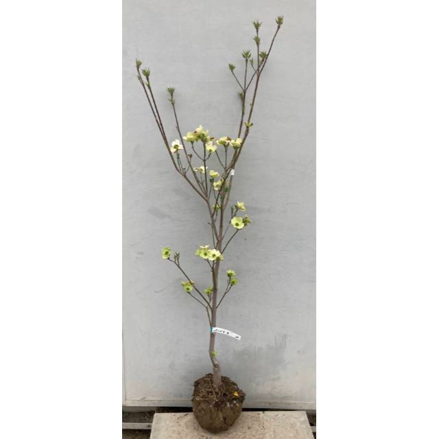 《現品》花水木（ハナミズキ）白花　樹高1.2ｍ（根鉢含まず）36【苗木/植木】