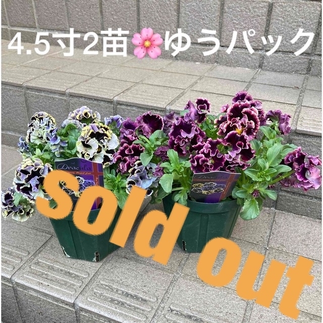 🌸sold out🌸《パンジー　ドラキュラ　もりもり育成苗》【4.５号鉢2苗】 ハンドメイドのフラワー/ガーデン(その他)の商品写真