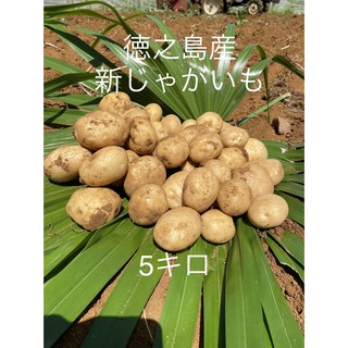 徳之島　産　新　ジャガイモ　5キロ　じゃがいも　馬鈴薯　ニシユタカ(野菜)