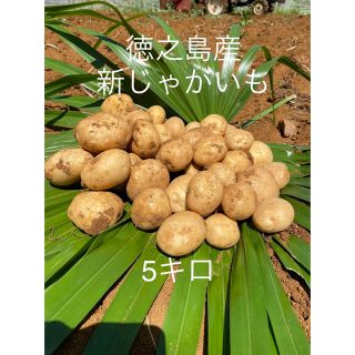 徳之島　産　新　ジャガイモ　5キロ　じゃがいも　馬鈴薯　ニシユタカ(野菜)