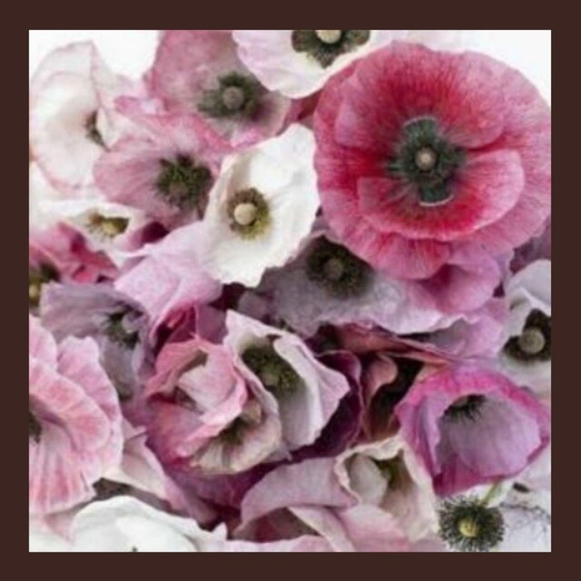 育て方付き❀パールの輝き*ポピーマザーオブパール*花の種 ハンドメイドのフラワー/ガーデン(プランター)の商品写真
