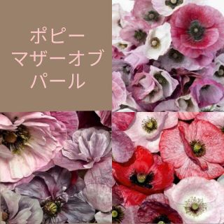 育て方付き❀パールの輝き*ポピーマザーオブパール*花の種(プランター)