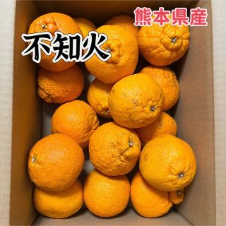 不知火　熊本県産　箱込み5kg   大きさおまかせ　柑橘(フルーツ)