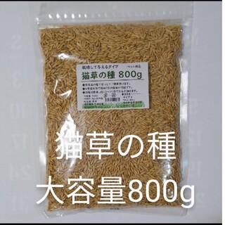 【大容量】猫草の種800g 食べられる草の種 猫草栽培用 えん麦 犬 ハムスター(小動物)