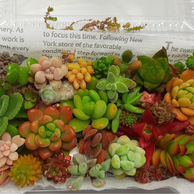 多肉植物 カット苗40種セットの通販 by みーさん's shop|ラクマ