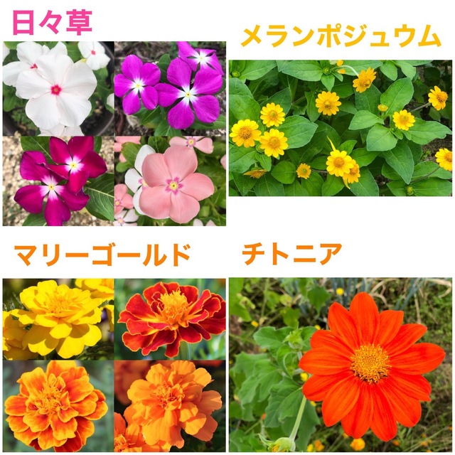 夏に咲く春蒔きの花の種 8種類 ちょっとずつ ハンドメイドのフラワー/ガーデン(その他)の商品写真