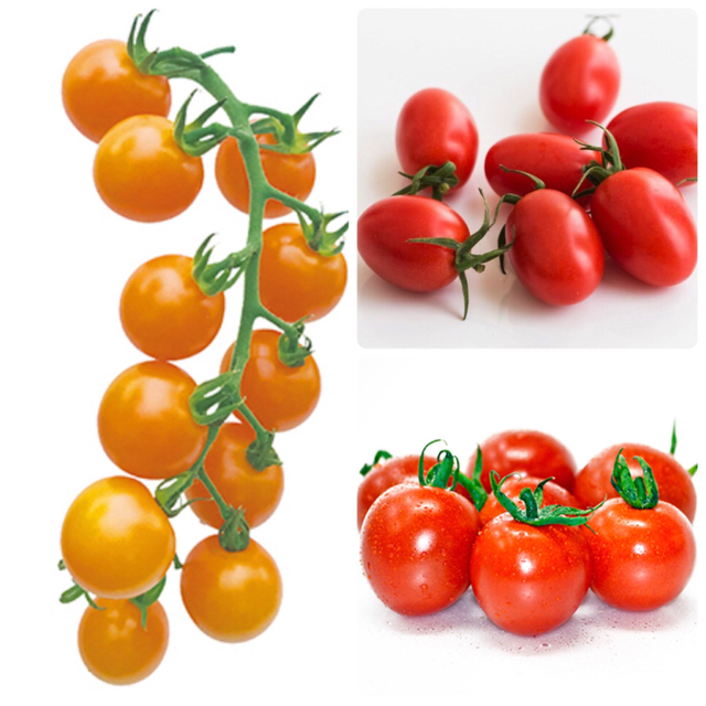 ミニトマト　種　3種類 ハンドメイドのフラワー/ガーデン(その他)の商品写真