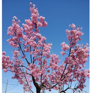 桜の苗木★鉢植え★地植えに(その他)