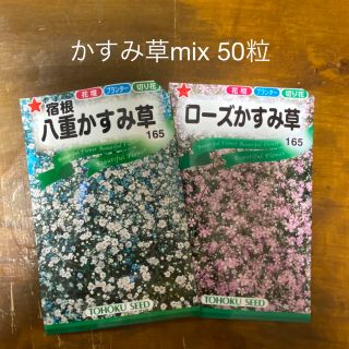 かすみ草　八重白・ローズmix(プランター)