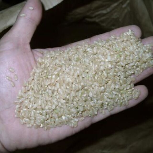 玄米24kg（8㎏×3）令和５年産新米ミルキークイーン　精米・分搗き精米対応-