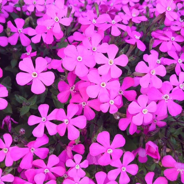 お花の種　シレネ　ピンクパンサー ハンドメイドのフラワー/ガーデン(その他)の商品写真