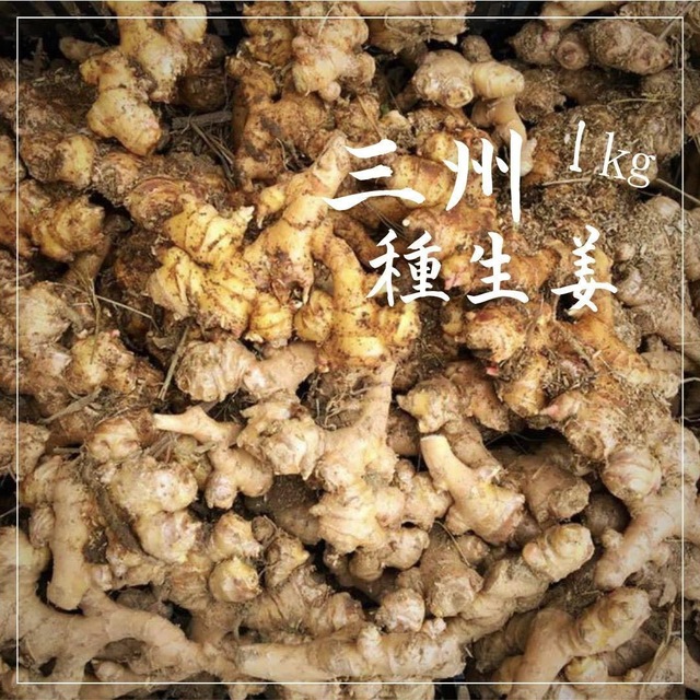 5㎏　野菜　無農薬　三州生姜　幻の生姜　種生姜