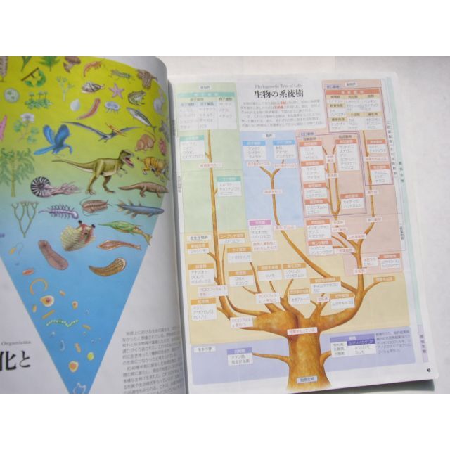 高校 生物 /「九訂版 スクエア 最新図説生物 neo」/ 第一学習社 高校 生物 /「九訂版 スクエア 最新図説生物 neo」/ 第一学習社