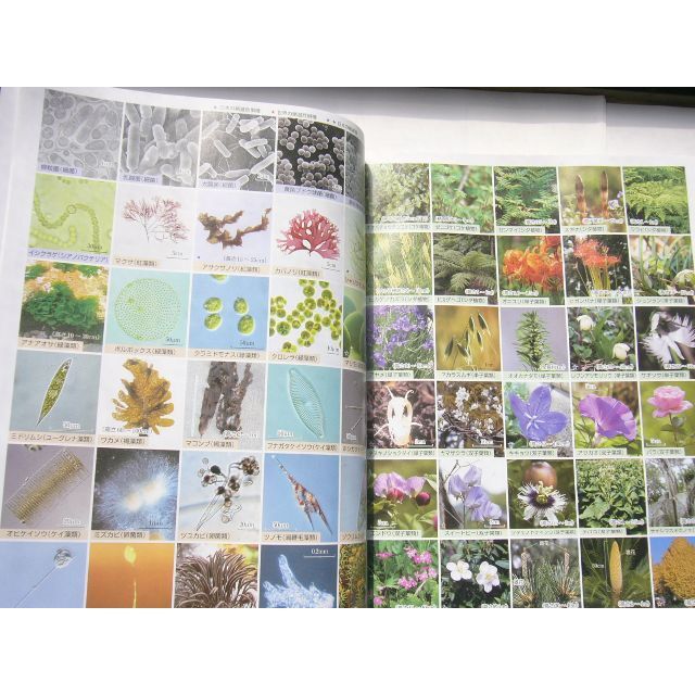 高校 生物 /「九訂版 スクエア 最新図説生物 neo」/ 第一学習社 高校 生物 /「九訂版 スクエア 最新図説生物 neo」/ 第一学習社