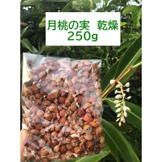 【石垣島産】 月桃の実・乾燥　２５０ｇ(茶)