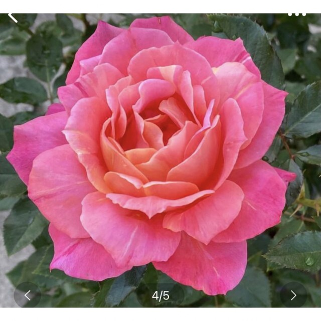 Dランドロース★薔薇★薔薇苗★挿し木苗★薔薇★強健★初心者向け★バラ★青薔薇 インテリア/住まい/日用品のインテリア/住まい/日用品 その他(その他)の商品写真